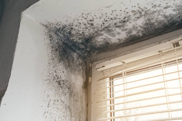 Trusted Attic Mold Removal service in Bogota, NJ - Cheap Mold Removal
